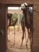 CAMELS